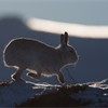 Mountain hare (Lepus timidus) backlit on snow, Scotland